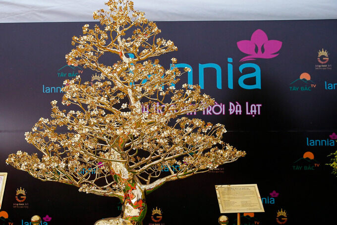 Choáng với cây mai mạ vàng 24k lớn nhất Việt Nam được chào bán 5,5 tỷ đồng tại Hà Nội                                    