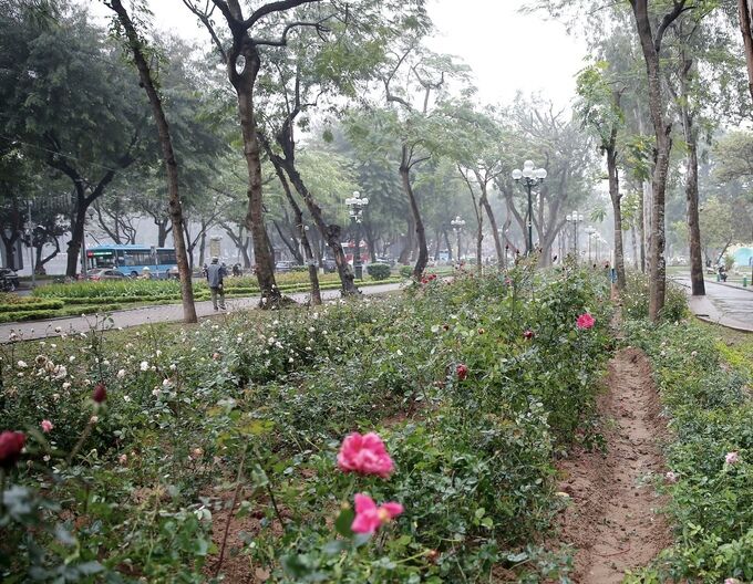 Ngắm hơn 10.000 cây hoa hồng thay rào sắt tại công viên Thống Nhất                                    